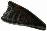 Tyrannosaur (Nanotyrannus?) Premax Tooth - Montana #323977-1